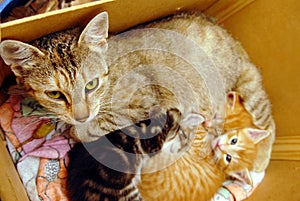 Cat with kitties photo