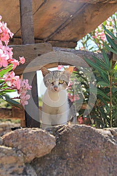 Cat kitty, Aegean villages