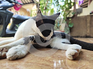 Cat kitty blackorwhite