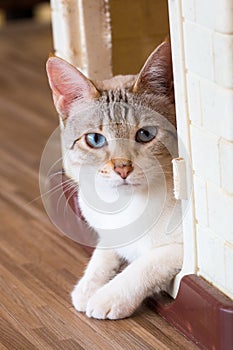 Cat,kitty isolate on background,front view from the top photo