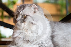 Cat,kitty Persian sit and see isolate on background,front view from the top