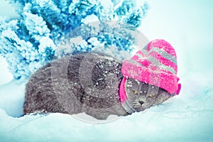 Cat in a knitted hat and scarf in the snow