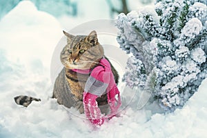 Cat in knitted scarf sitting outdoors near fir tree