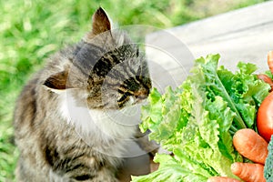 Cat knows what is healthy food photo