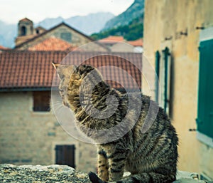 Cat in Kotor on a wall
