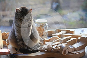 Cat in a laboratory of violin