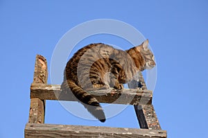 Cat on a ladder