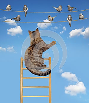 Cat on a ladder near the birds 2