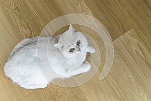Cat on the laminate floor. Wooden parquet or laminate flooring in the living room with a lying white cat.