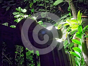 Cat and the lamp light