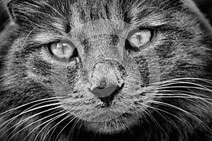 High contrast black and white cat close up portrait.