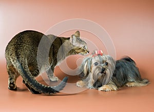 Cat and lap-dog in studio