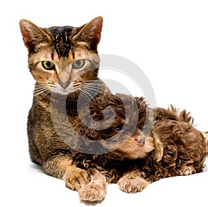 Cat and lapdog in studio