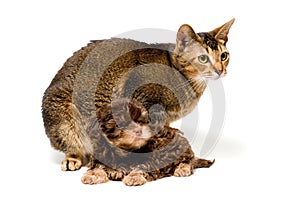 Cat and lapdog in studio