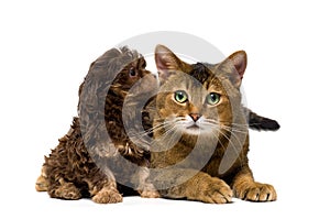 Cat and lapdog in studio