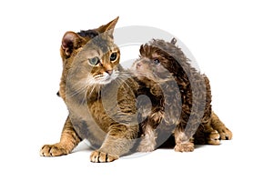 Cat and lapdog in studio