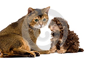 Cat and lapdog in studio