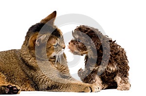 Cat and lapdog in studio