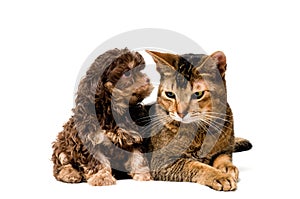 Cat and lapdog in studio