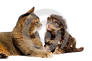 Cat and lapdog in studio