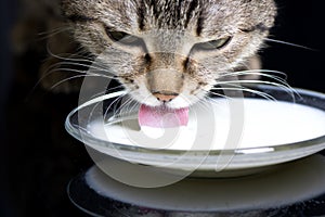 A cat lapping milk photo