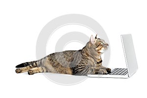 Cat with laptop computer