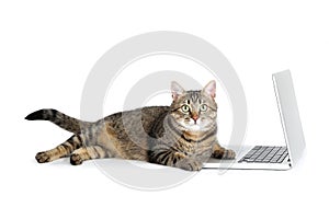 Cat with laptop computer