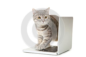 Cat with laptop computer