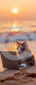 Cat with laptop mining Bitcoin, seaside sunrise, laidback, vacation earnings , close-up