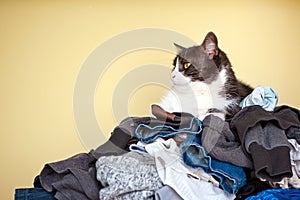 Cat and Laundry