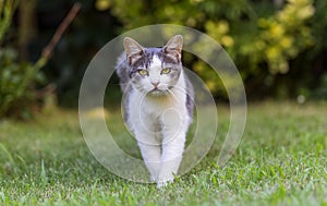 Cat on Lawn