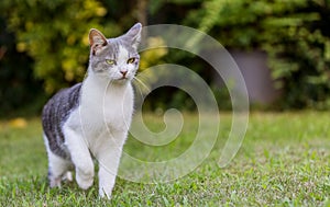 Cat on Lawn