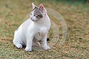 Cat on the lawn warily looks to the side, close-up