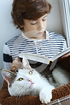 Cat lay in pet bed with boy reading book