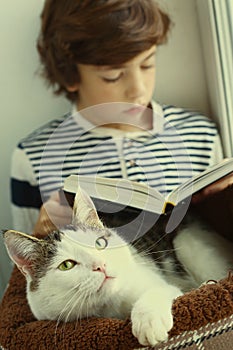 Cat lay in pet bed with boy reading book