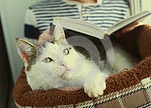 Cat lay in pet bed with boy reading book