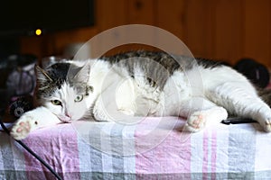 Cat lay on table working place with computer and monitor on background photo