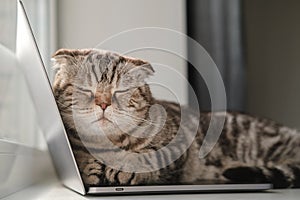 Cat lay on the ultrabook and pretends to be sleeping, she is bored and she decided to stop the owner from working with photo