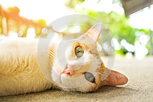 Cat laydown on cement floor