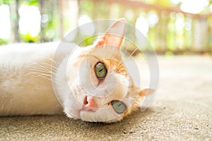 Cat laydown on cement floor