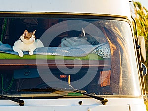 Cat laying on bed in rv camper car