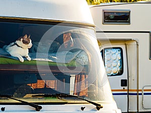 Cat laying on bed in rv camper car