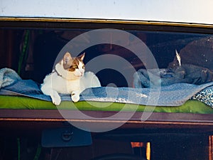 Cat laying on bed in rv camper car