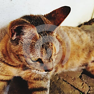 Cat laying down on floor