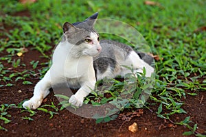 A cat laying down in the grass