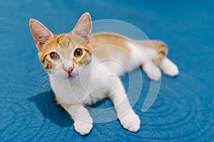 Cat laying down in the sky blue bed