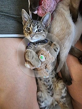 a cat that is laying down with a stuffed animal on its belly