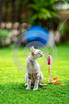 A cat is laying down on the turf artificial grass with the collar bell and orange leash on it