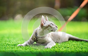 A cat is laying down on the turf artificial grass with the collar bell and orange leash on it