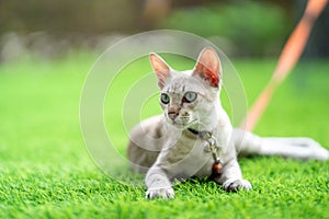 A cat is laying down on the turf artificial grass with the collar bell and orange leash on it